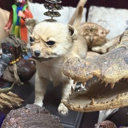 Victor Wynd Museum of Curiosities - Something? In a case