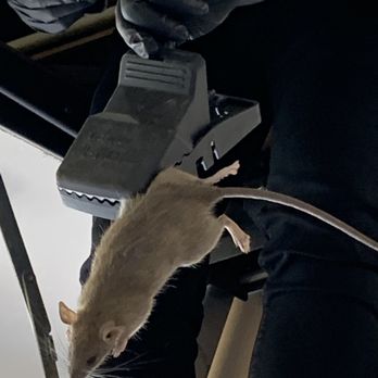 Absolute Termite & Pest Control - YUCKKKKKKKK RAT! - Pest Control Near Me - Kapolei, Hawaii Absolute Termite & Pest Control - YUCKKKKKKKK RAT! - Pest Control Near Me - Kapolei, Hawaii