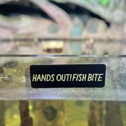 City Museum - Fish bite!