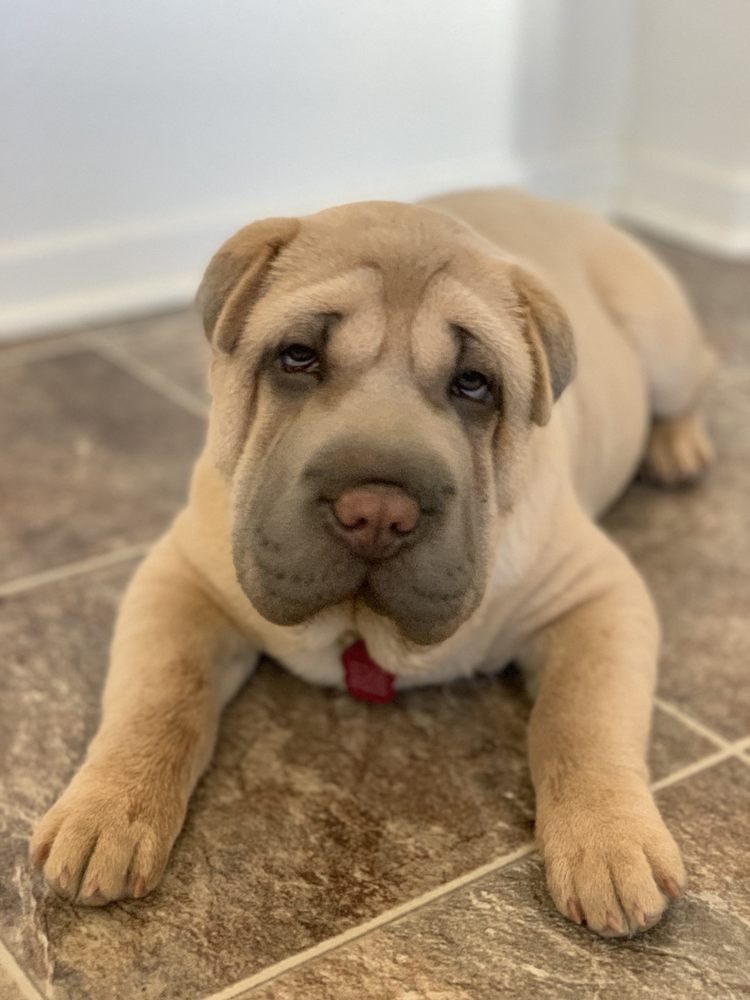 TERRA VISTA ANIMAL HOSPITAL - 60 Photos & 169 Reviews - 7385 Milliken TERRA VISTA ANIMAL HOSPITAL - 60 Photos & 169 Reviews - 7385 Milliken