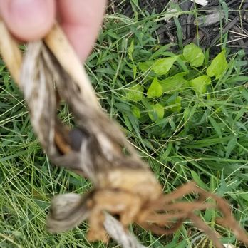 Comanche Acres Iris Gardens - Dead iris from Comanche Acres. Did not even last two months. - Nurseries & Gardening Near Me - Gower, Missouri Comanche Acres Iris Gardens - Dead iris from Comanche Acres. Did not even last two months. - Nurseries & Gardening Near Me - Gower, Missouri