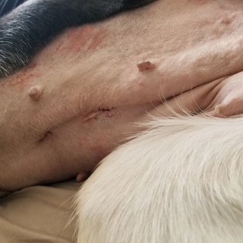 Boulevard Veterinary Hospital - Shot of incisions. Laproscopic spay on my 5 yr old German Shepard. 2 Small little incisions - Veterinarians Near Me - Lancaster, California Boulevard Veterinary Hospital - Shot of incisions. Laproscopic spay on my 5 yr old German Shepard. 2 Small little incisions - Veterinarians Near Me - Lancaster, California