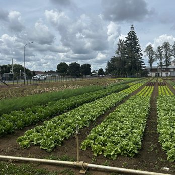 Strawberry Farm - Field - Ice Cream & Frozen Yogurt Near Me - Auckland, AUK Strawberry Farm - Field - Ice Cream & Frozen Yogurt Near Me - Auckland, AUK