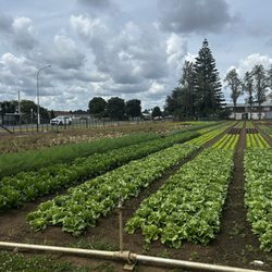 Strawberry Farm - Field