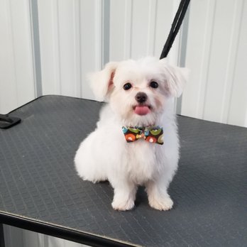 K-9 Cuts - Pet Groomers Near Me - Cross City, Florida K-9 Cuts - Pet Groomers Near Me - Cross City, Florida