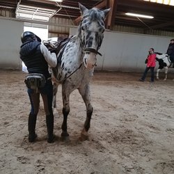 Tacking up "Funk" before a trail ride.