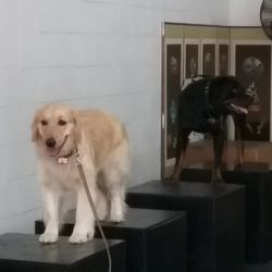 Bob Smith- K9 Association - Training to wait for me and not move when I leave the room