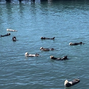 Morro Bay Rock - Found the otters - Beaches Near Me - Morro Bay, California Morro Bay Rock - Found the otters - Beaches Near Me - Morro Bay, California