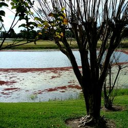 Ridgewood Lakes Golf Club Davenport, FL.  9th hole. #Red Tide is Here. Clean it up!