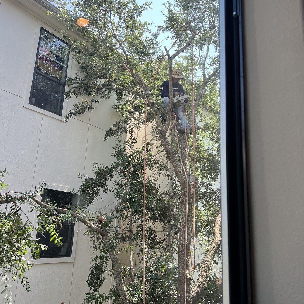 Cortes Tree Services - Tree Services Near Me Cortes Tree Services - Tree Services Near Me