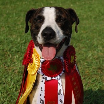 K9 Mastery - Pet Training Near Me - Pflugerville, Texas K9 Mastery - Pet Training Near Me - Pflugerville, Texas