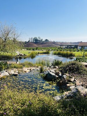 Truffle Pig Winery by null