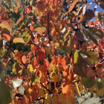 Ranchita Del Reo - Fall foliage mid October - Pick Your Own Farms Near Me - Julian, California Ranchita Del Reo - Fall foliage mid October - Pick Your Own Farms Near Me - Julian, California