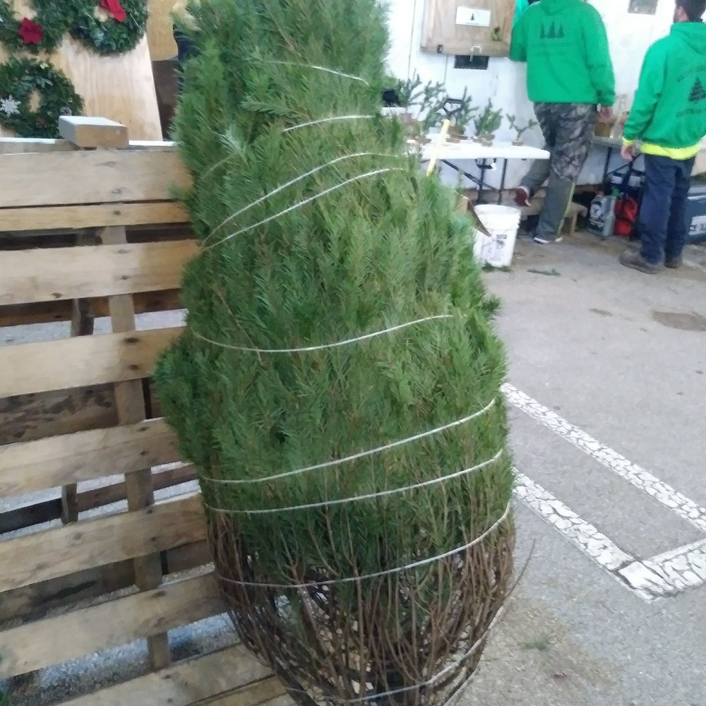 Kenny Alexander's Christmas Trees - Wrapped tree - Holiday Decorations Near Me - Hatboro, Pennsylvania
