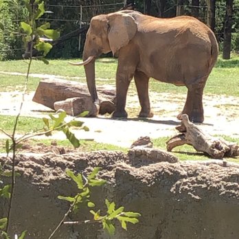 Cameron Park Zoo - Zoos Near Me - Waco, Texas Cameron Park Zoo - Zoos Near Me - Waco, Texas