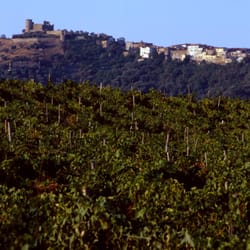il pupillo