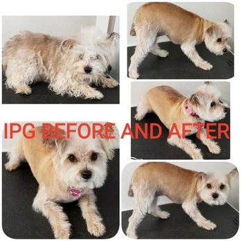 Ideal Pet Grooming - Ideal Pet Grooming "where your pets are treated like royalty"
Where change happens..... - Pet Groomers Near Me - Rosharon, Texas