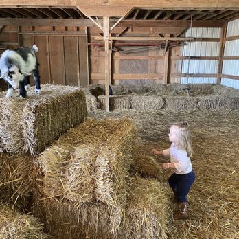 Kelkenberg Farm - Baby goats out to play - Active Life Near Me - Clarence Center, New York Kelkenberg Farm - Baby goats out to play - Active Life Near Me - Clarence Center, New York