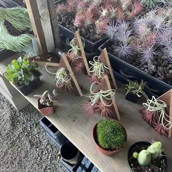 Martinez Nursery - They have Tillandsia! (Air plants ) - Nurseries & Gardening Near Me - Buena Park, California Martinez Nursery - They have Tillandsia! (Air plants ) - Nurseries & Gardening Near Me - Buena Park, California