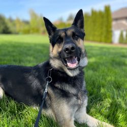 Woods Creek Rescue