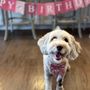 Breckenridge Veterinary