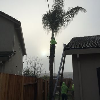 Laguna Tree Service - Tree Services Near Me Laguna Tree Service - Tree Services Near Me