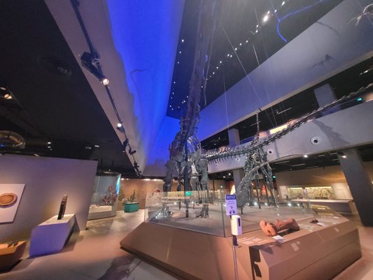 Lee Kong Chian Natural History Museum, Singapore by null