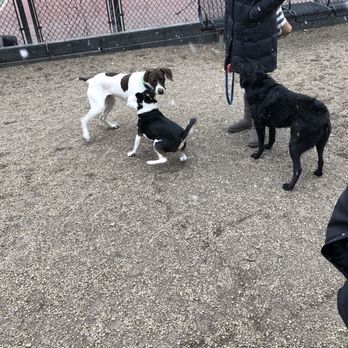 Found Chicago Boarding and Training Center - Jake's first successful dog park interaction. - Pet Training Near Me - Chicago, Illinois Found Chicago Boarding and Training Center - Jake's first successful dog park interaction. - Pet Training Near Me - Chicago, Illinois