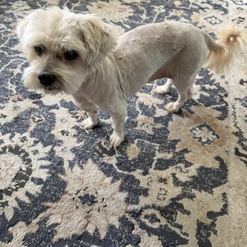 Waggy Hotel - Pet Boarding Near Me - Des Plaines, Illinois