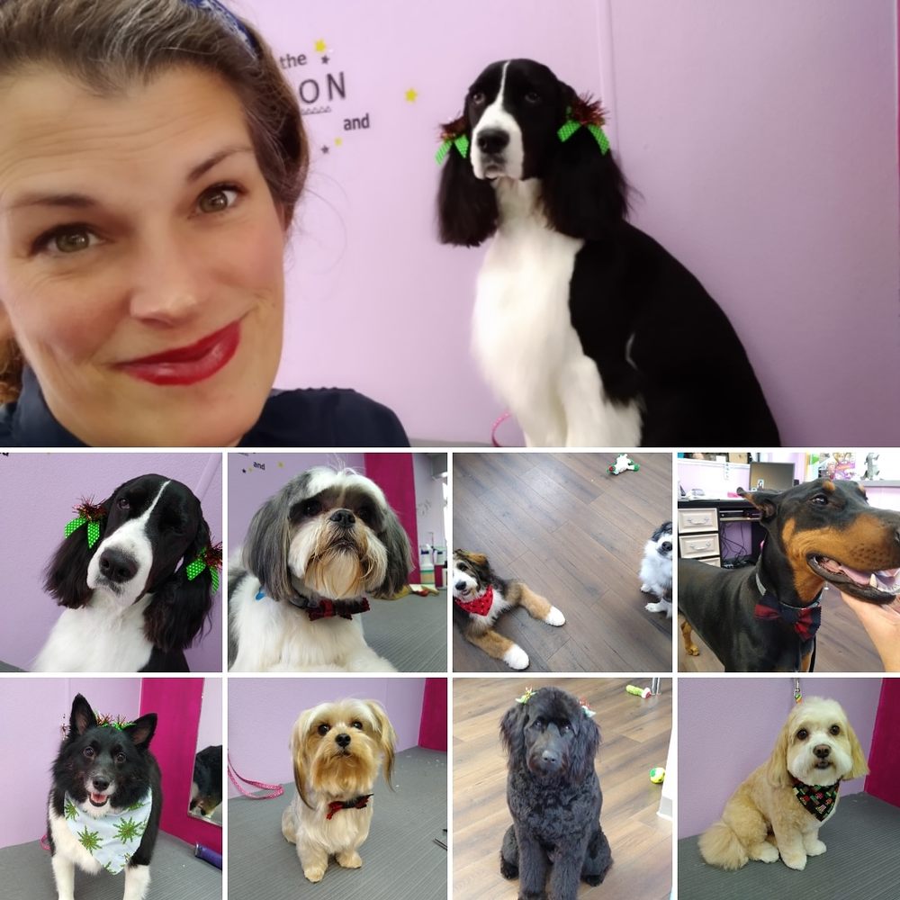 AMYZING PET SALON Updated July 2024 56461 Grand River Ave, New