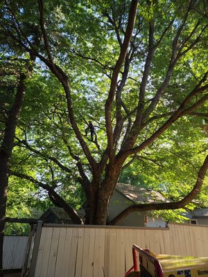 Tree Care - Call now for a free estimate! Tree Care - Call now for a free estimate!