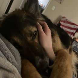 My sweet boy tired after his appointment My sweet boy tired after his appointment