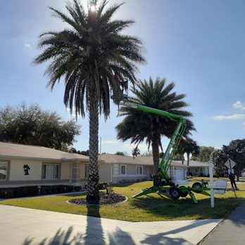Lakeview Golf & Pizza - a palm tree being pruned - Pizza Near Me - Hayward, Wisconsin Lakeview Golf & Pizza - a palm tree being pruned - Pizza Near Me - Hayward, Wisconsin