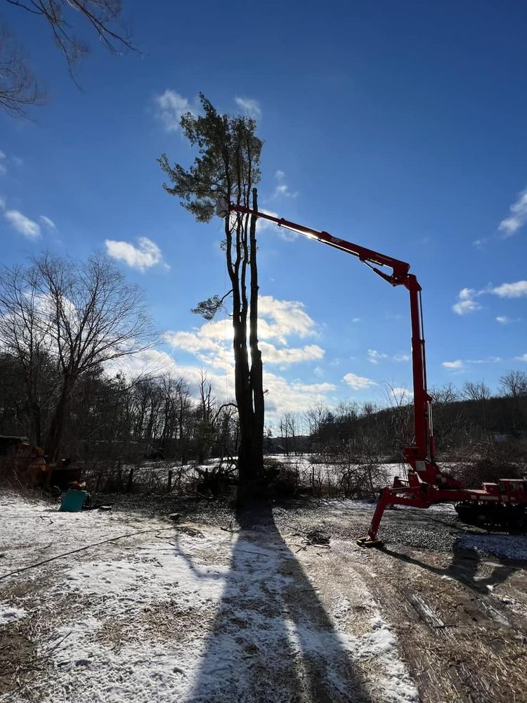 ALLIED TREE SERVICE Updated September 2024 13 Photos 237 Hillside