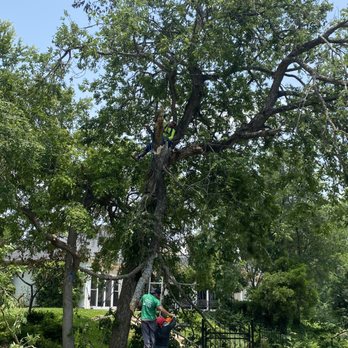Espinoza’s Landscaping - Tree Services Near Me - Temple, Texas Espinoza’s Landscaping - Tree Services Near Me - Temple, Texas