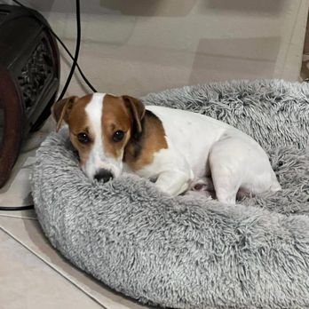 Kim Kelly Dog Training - Pet Training Near Me - Round Rock, Texas Kim Kelly Dog Training - Pet Training Near Me - Round Rock, Texas