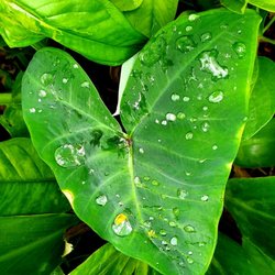 People's Open Market - Wahiawa rain drops