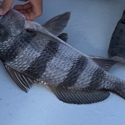 Grand Slam Fishing Guide Service - Sheepshead