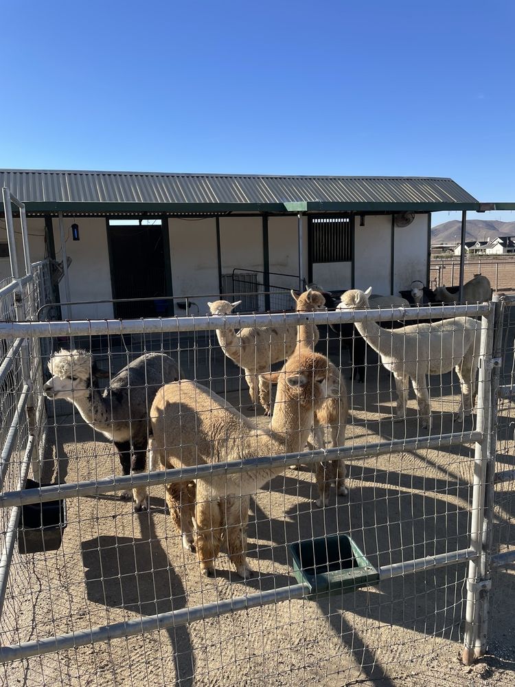 Diamond Valley Alpacas