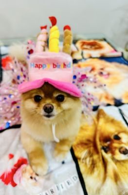 The Dog House by null