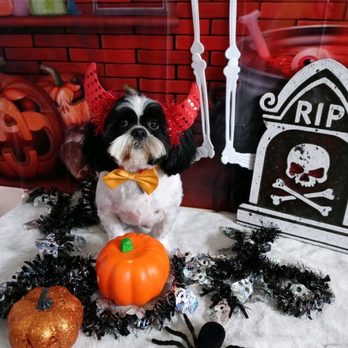 Grooming Tales Salon - Ragnar - Pet Groomers Near Me - Vero Beach, Florida Grooming Tales Salon - Ragnar - Pet Groomers Near Me - Vero Beach, Florida