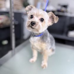 Las Vegas Spaw - Specialize in Yorkies