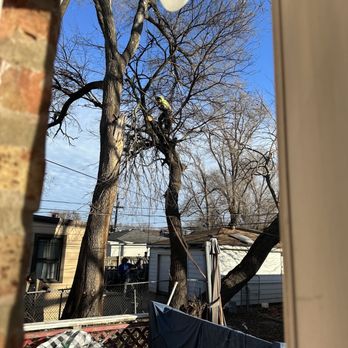 County Tree Service - Tree Services Near Me - Stickney, Illinois County Tree Service - Tree Services Near Me - Stickney, Illinois