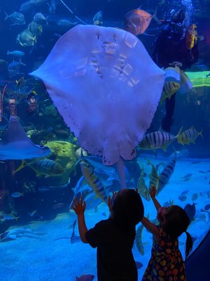 The Aquarium at Silverton Casino by null