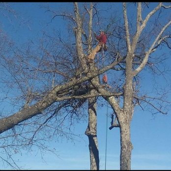 River City Tree Care - Tree Services Near Me River City Tree Care - Tree Services Near Me