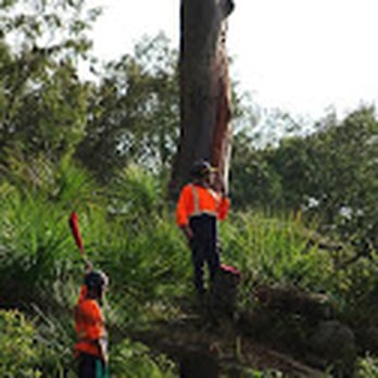 GnT Tree Service - Tree Services Near Me GnT Tree Service - Tree Services Near Me