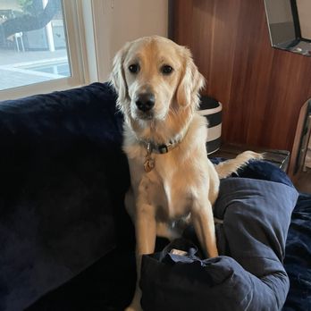 One Day Dog Training - Jack - Pet Training Near Me One Day Dog Training - Jack - Pet Training Near Me