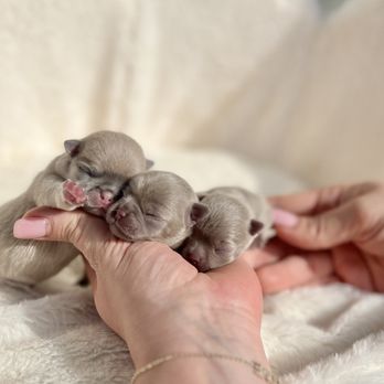 Grand Miracle Kennel - New litter will be ready for their furever home in June - Pet Breeders Near Me Grand Miracle Kennel - New litter will be ready for their furever home in June - Pet Breeders Near Me