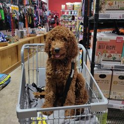 The Big Bad Woof - happy curly buddy in a shopping cart inside.jpg