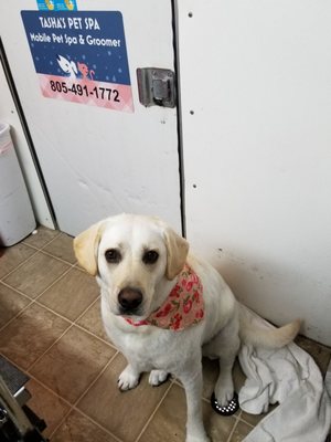 tashas pet daycare and spa